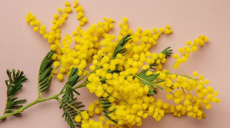 Le Mimosa du Var, notre fleur de saison en janvier !