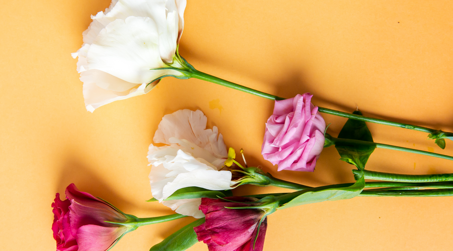 Encyclopédie - le lisianthus