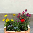 Charger l'image dans la galerie, plantes fleuries renoncule doronicum myosotis saxifrage aubriete panier désirée production française circuit court plante d'exterieur balcon