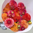 Charger l'image dans la galerie, Giga Botte de dahlias d'Île de France