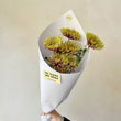 Charger l'image dans la galerie, Belle fleur de la saison : chrysanthèmes géants