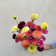 Charger l'image dans la galerie, Giga Botte de dahlias d'Île de France