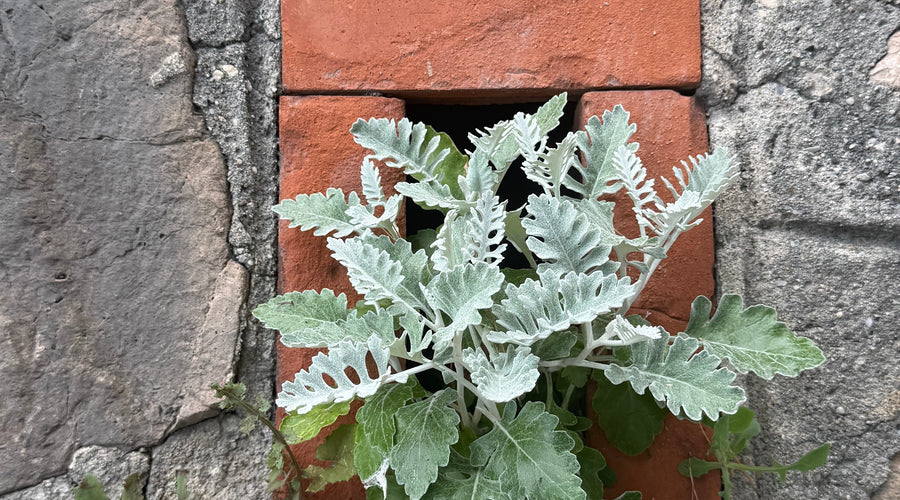 5 trucs indispensables pour réussir son balcon