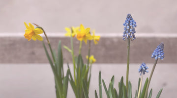 Top 5 des bulbes à planter en automne
