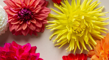 Le Dahlia : la fleur star de l'automne !