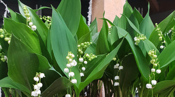 Muguet solidaire : à la découverte de l'insertion