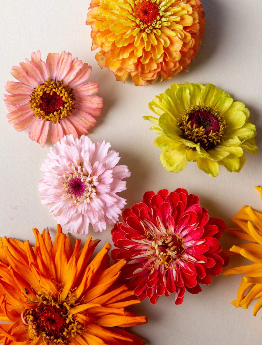 Désirée - le livre