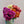 Charger l&#39;image dans la galerie, DAHLIAS fleurs locales et de saison livraison paris 
