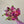 Charger l&#39;image dans la galerie, bouquet coloré avec des pivoines et fleurs locales
