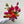 Charger l&#39;image dans la galerie, Collection de tulipes
