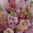 Charger et lire la vidéo dans la visionneuse de la Galerie, Belle Fleur de la saison : Le giroflée
