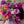 Charger et lire la vidéo dans la visionneuse de la Galerie, bouquet fête des mères avec pivoines, godetias, roses de jardin 
