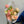 Charger l&#39;image dans la galerie, bouquet de renoncules du Var fleurs de saison écoresponsables
